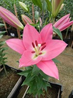 [4317 Saloniki VZ No02.JPG]